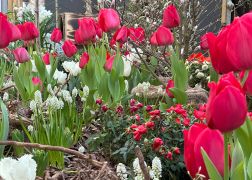 Fruehling In Der Goethe Galerie  Februar 2026 19